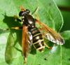 Caliprobola speciosa